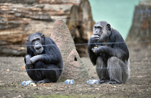Jde o jeden z největších výběhů pro šimpanze v ČR.