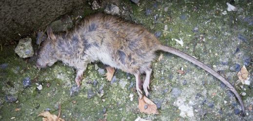 Mrtvý potkan (ilustrační foto).