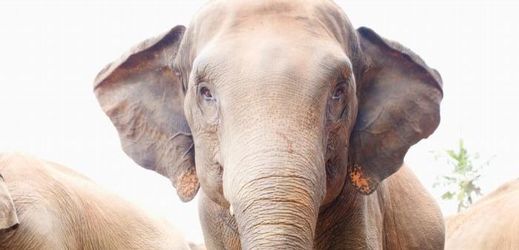 Plzeňská zoo začne s projektem pavilonu pro slony indické.
