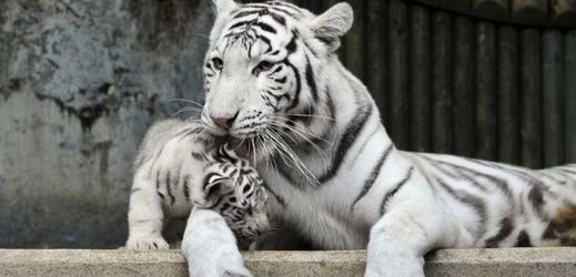  K nejoblíbenějším zvířatům v Liberci patří bílí tygři.