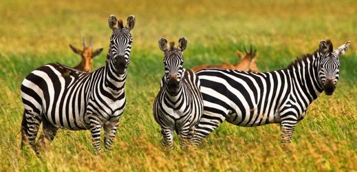 "Proč má zebra pruhy?" (ilustrační foto).