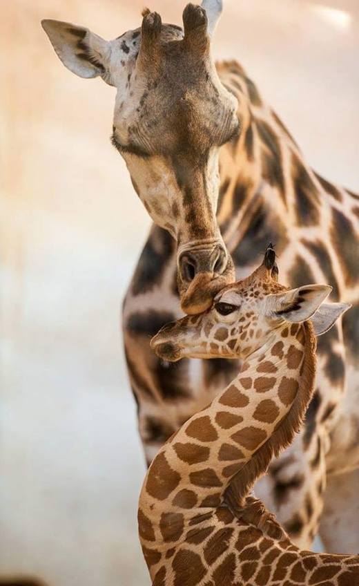 Na snímku z pražské zoo žirafí samička Anička se svojí matkou.