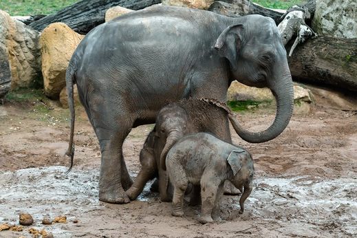 Sloni si v pražské zoo díky vydatnému dešti dopřávají sloní sprchu.