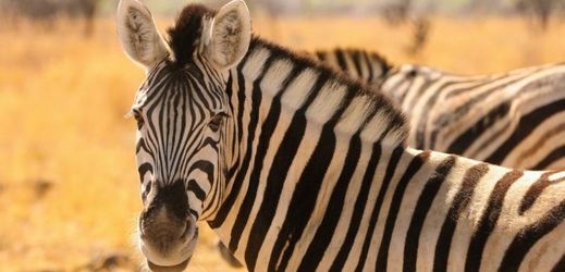 Americký biolog deset let zkoumal zebry, aby zjistil, proč mají pruhy.