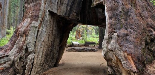 Průjezdový tunel vytesali do stromu v roce 1880 dřevorubci, aby přilákali více turistů.
