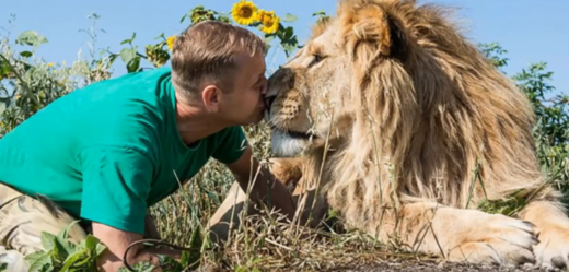 Láskyplný polibek lva a jeho ošetřovatele.