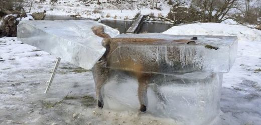 Liška se utopila a její tělo pokryl led.