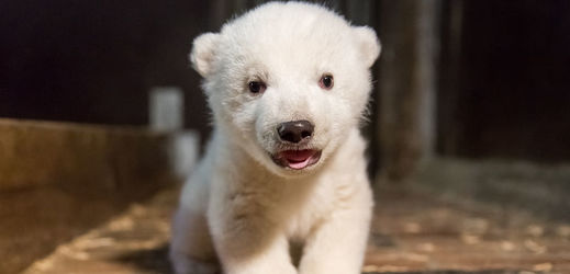 Berlínská zoo láká návštěvníky na mládě ledního medvěda.