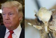 Biolog pojmenoval můru podle Donalda Trumpa.