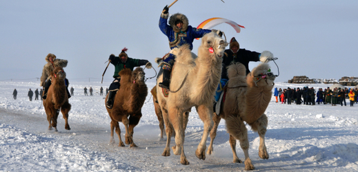 Velbloud, který zpestří víkendové lyžování na Lipně, pochází z Mongolska, kde jsou mrazy běžné (ilustrační foto).