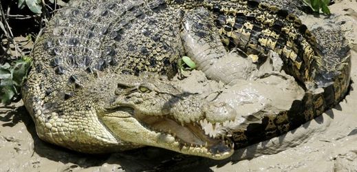 Krokodýl mořský (ilustrační foto).