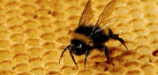 Nejjedovatějšími tvory v Austrálii jsou včely.