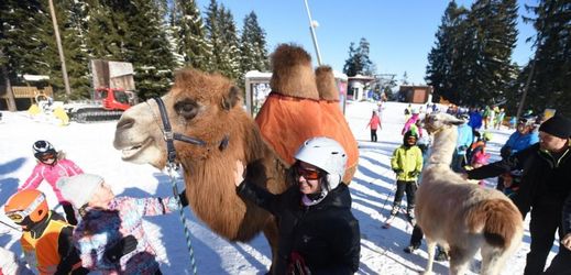 Zpestřením pro lyžaře v areálu v Lipně nad Vltavou byla 21. ledna návštěva velblouda a lamy.