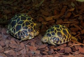 Želvy hvězdnaté zvané "barmské krásky".