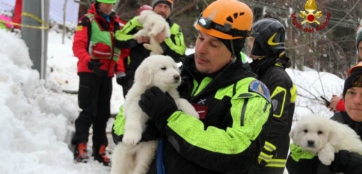 Záchranáři pod lavinou objevili tři živá štěňata.