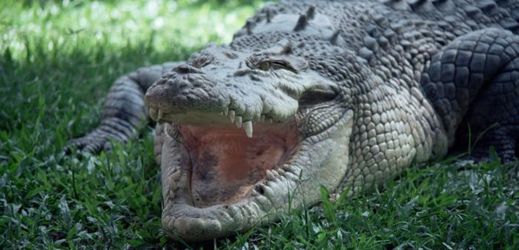 Krokodýli se kvůli povodním krokodýli dostávají až do obydlených oblastí.