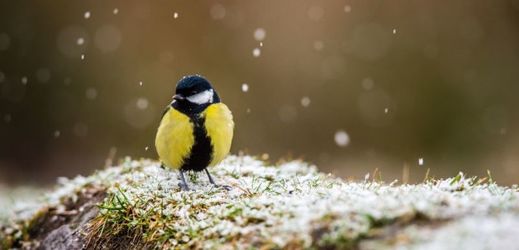 Mrazivé počasí má dopad nejenom na lidi, ale i na ptáky a zvířata. 