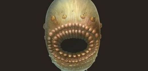 Milimetrový tvor saccorhytus, který je údajně nejstarším předchůdcem člověka.