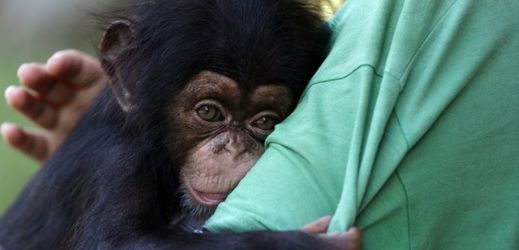 Odchyt šimpanzího mláděte si většinou vyžádá životy celé jeho rodiny.