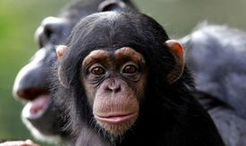 Pašeráci nabízejí za mládě šimpanze v přepočtu přes 310 tisíc korun.