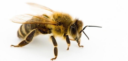 Vědecký tým přispěl k poznání virů ohrožující včely.