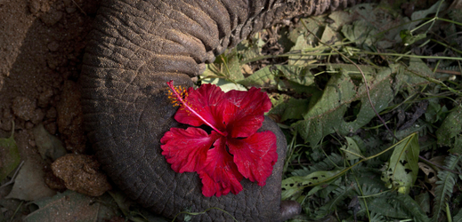 Věk uhynulé slonice se odhaduje na 85 až 90 let (ilustrační foto).