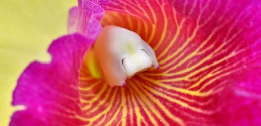 Květ orchideje rodu Cimbidium.