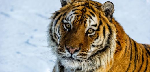 Kazachstán chce obnovit populaci zcela vyhubených tygrů kaspických. 