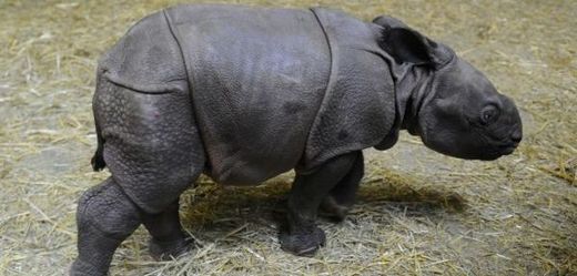 Nosorožec indický.