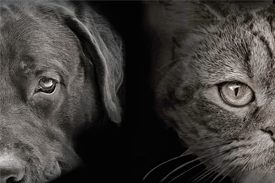 Velká kočko-psí válka (ilustrační foto).