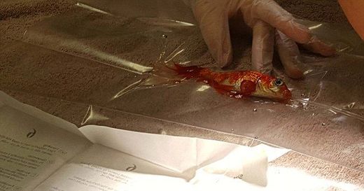 Nadaná veterinářka odstranila dvacetileté zlaté rybce nádor z ploutve.