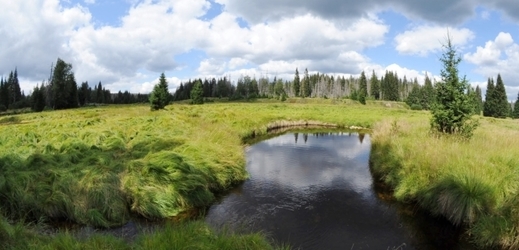 Na snímku jsou mokřiny u Šáreckého potoka v Národním parku Šumava.