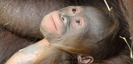 Orangutaní samička se narodila loni v polovině prosince.