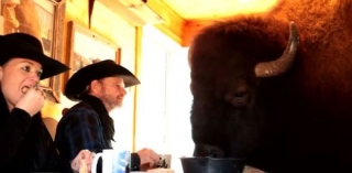 Každé ráno bizon snídá u stolu spolu s rodinou.