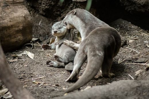 Vydří rodinu mohou návštěvníci zoo vidět v pavilonu Indonéská džungle.