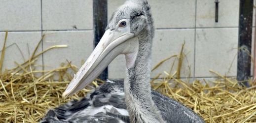 Vzácný pelikán skvrnozobý.