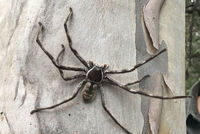 Nový obří pavouk z Austrálie. 