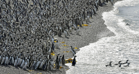 Tučňáci na argentinském poloostrově Punta Tombo.