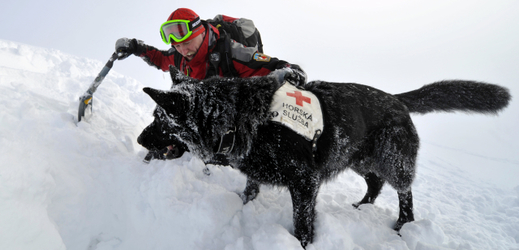 Na dvacet záchranářů z celé České republiky trénovalo na hřebenech Krkonoš záchranu lidí z lavin. Cvičení se zúčastnilo také 12 lavinových psů, kteří nacvičovali vyhledávání osob uvězněných pod masami sněhu.