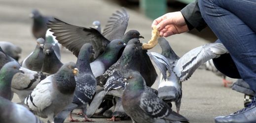 Důležitá je i podle barcelonské radnice spolupráce obyvatel a turistů, kteří by holuby neměli krmit.