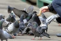 Důležitá je i podle barcelonské radnice spolupráce obyvatel a turistů, kteří by holuby neměli krmit.