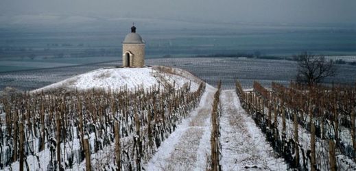 Letošní mrazy prý zatím nemají větší dopad na jihomoravské vinice.