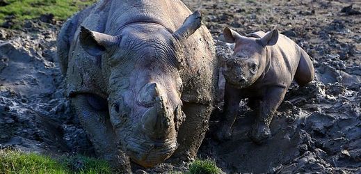 Pytláci nosorožce zohavili v pondělí v noci. Jedno zvíře uhynulo na místě, druhé muselo být druhý den kvůli zranění utraceno (ilustrační foto).