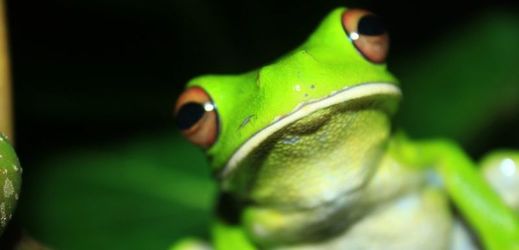 Nově objevené miniaturní žáby se vejdou na lidský nehet (ilustrační foto).