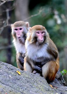 Na snímku makak rhesus, který je v Japonsku klasifikován jako invazivní druh.