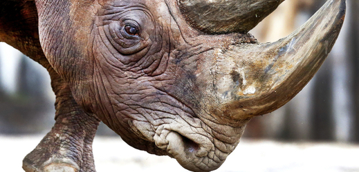 Loni bylo pytláky v Jihoafrické republice zabito přes tisíc nosorožců.