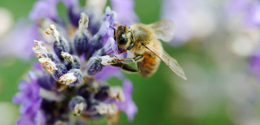 Japonští vědci vytvořili "včelí" dron (ilustrační foto).