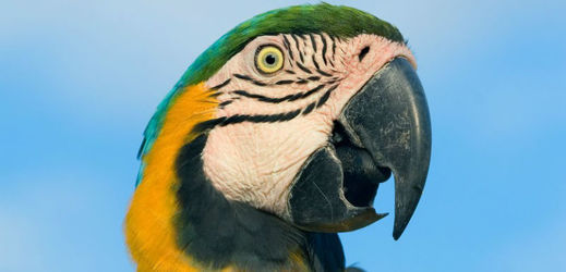 Kvůli papouškovi, který seděl na volantu, dostal majitel vozu pokutu (ilustrační foto).