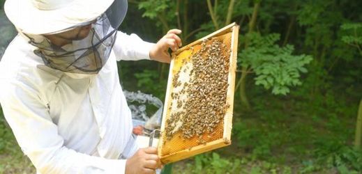 Včelař patří mezi nejnebezpečnější povolání.