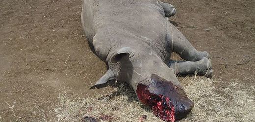 Nosorožci za své rohy často platí smrtí (ilustrační foto).